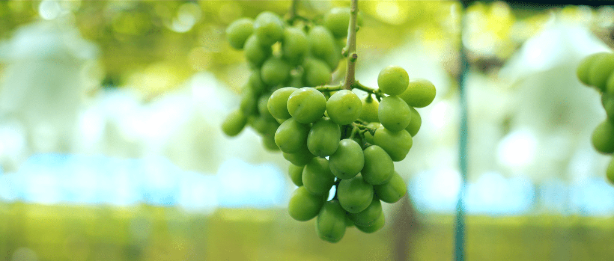 Grapes