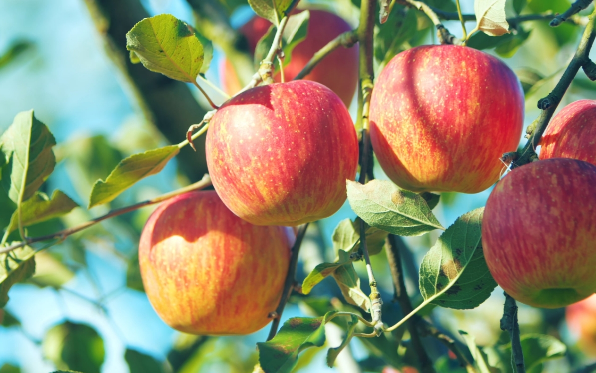 The sun shines on lush Nagano apples before harvest