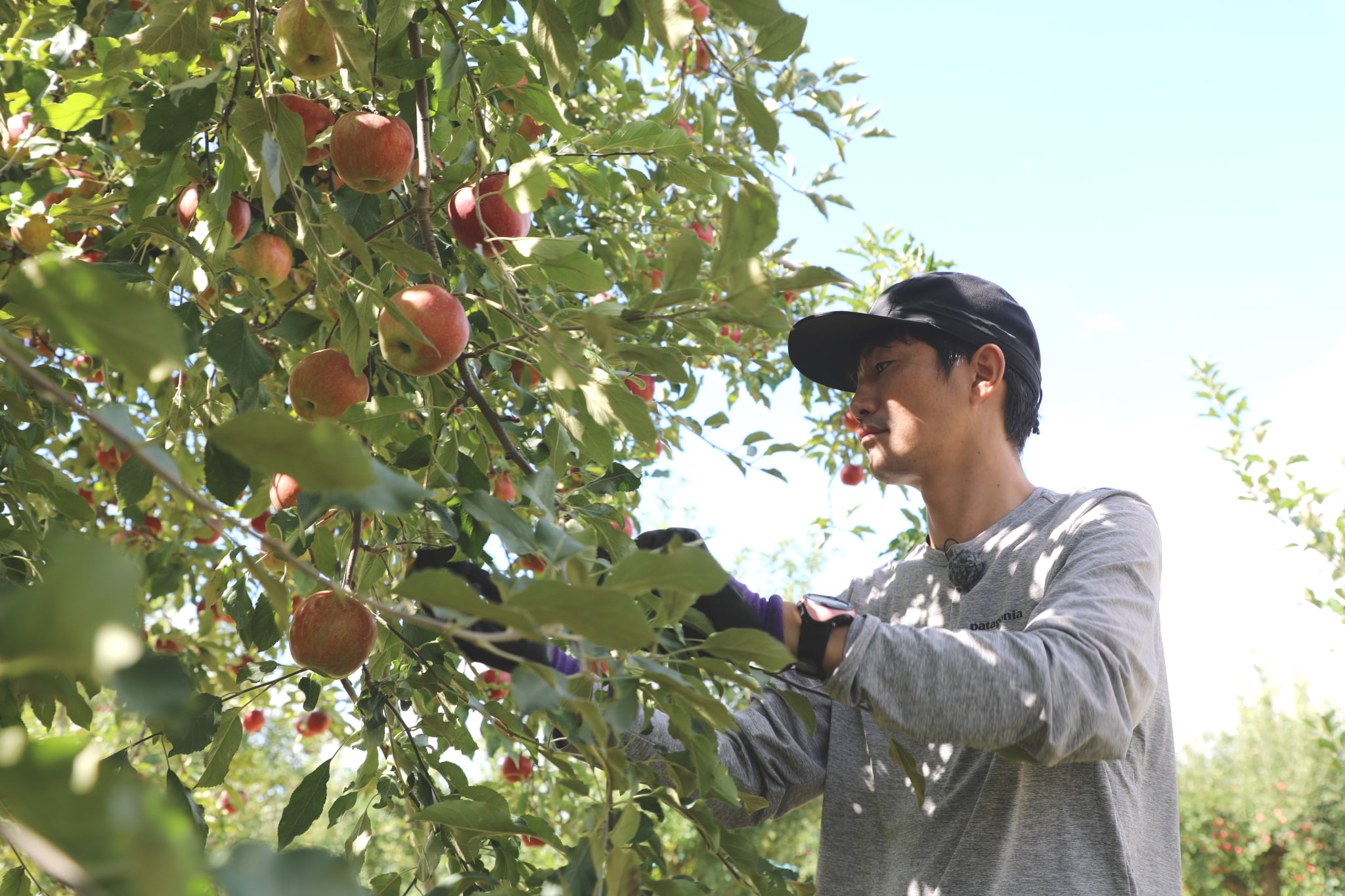 A young man harvesting Ichida persimmons, a specialty of Nagano Prefecture