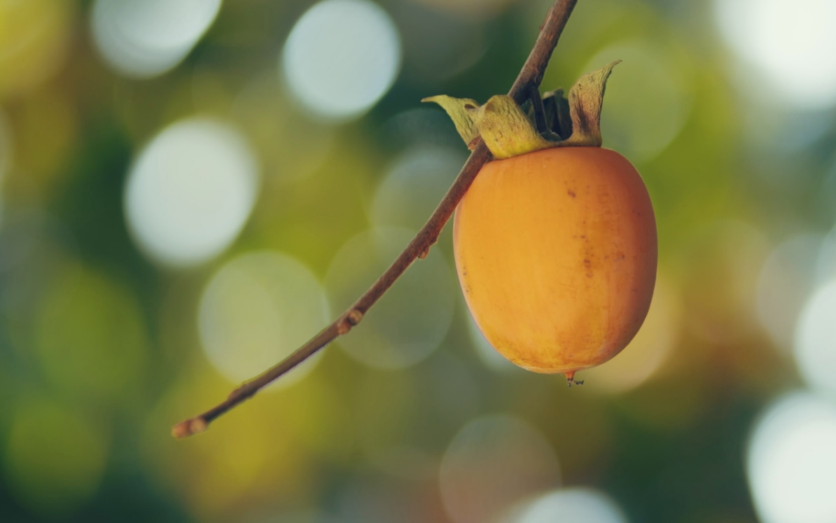 Ichida persimmon, a specialty of Nagano Prefecture, before harvest