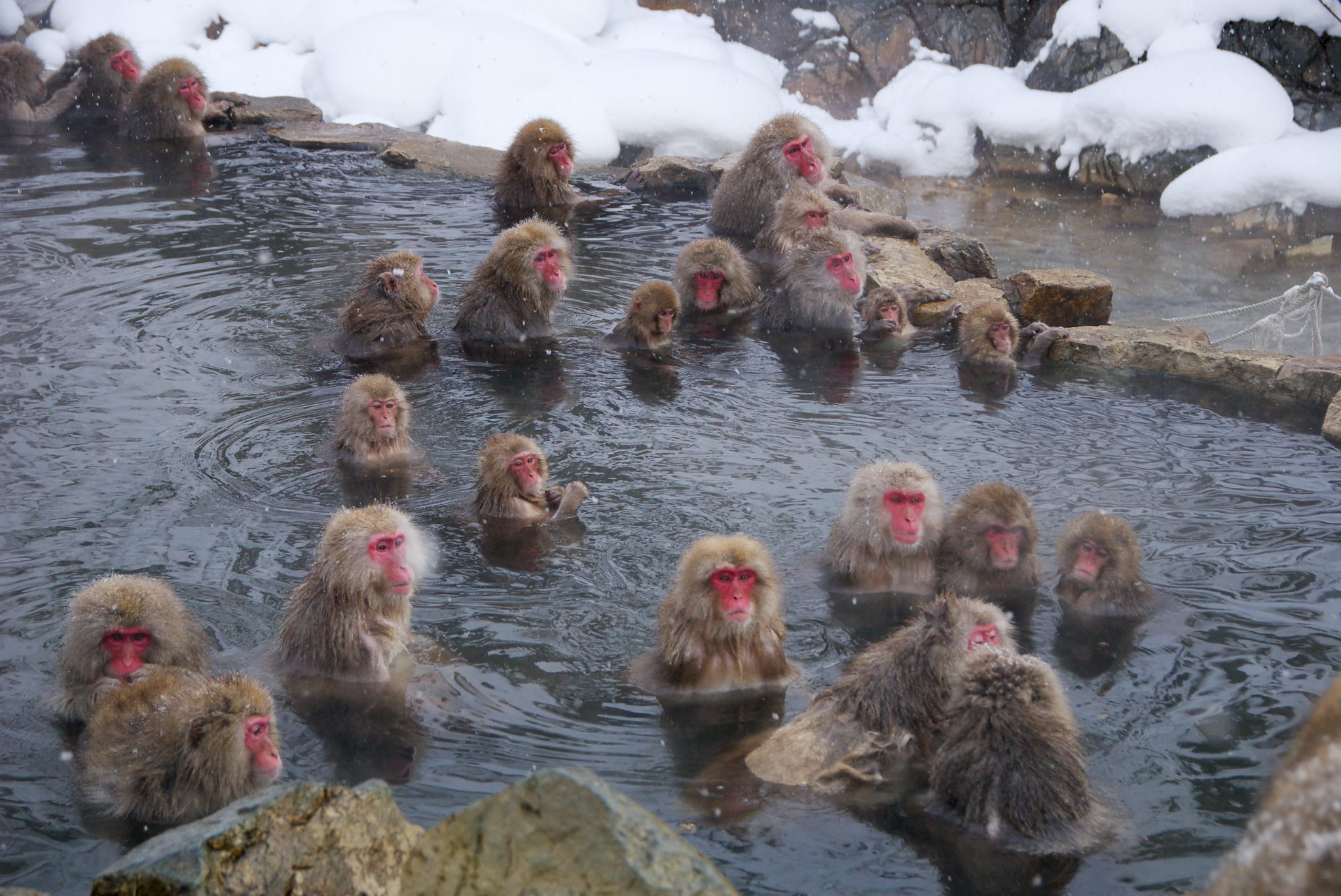 A group of Japanese monkeys taking a rest in a hot spring
