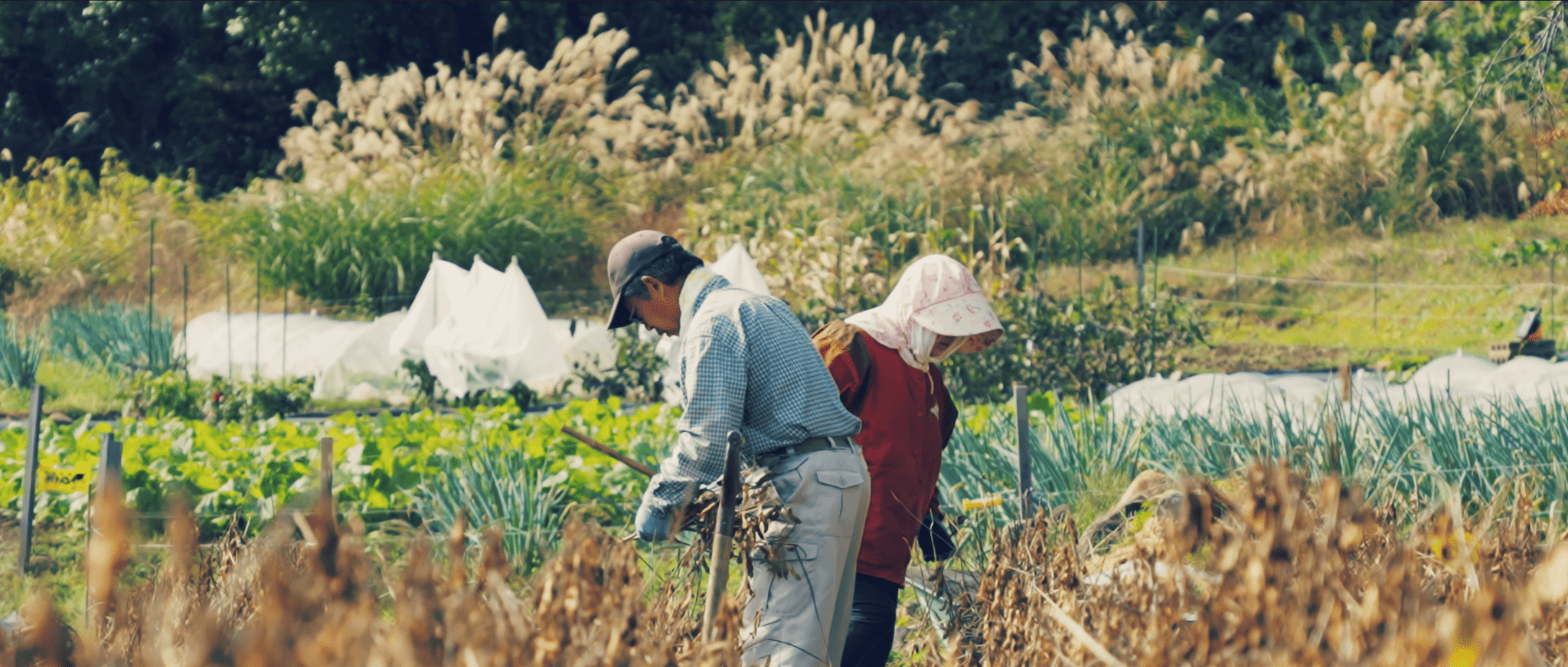 An elderly couple harvesting soybeans to make miso