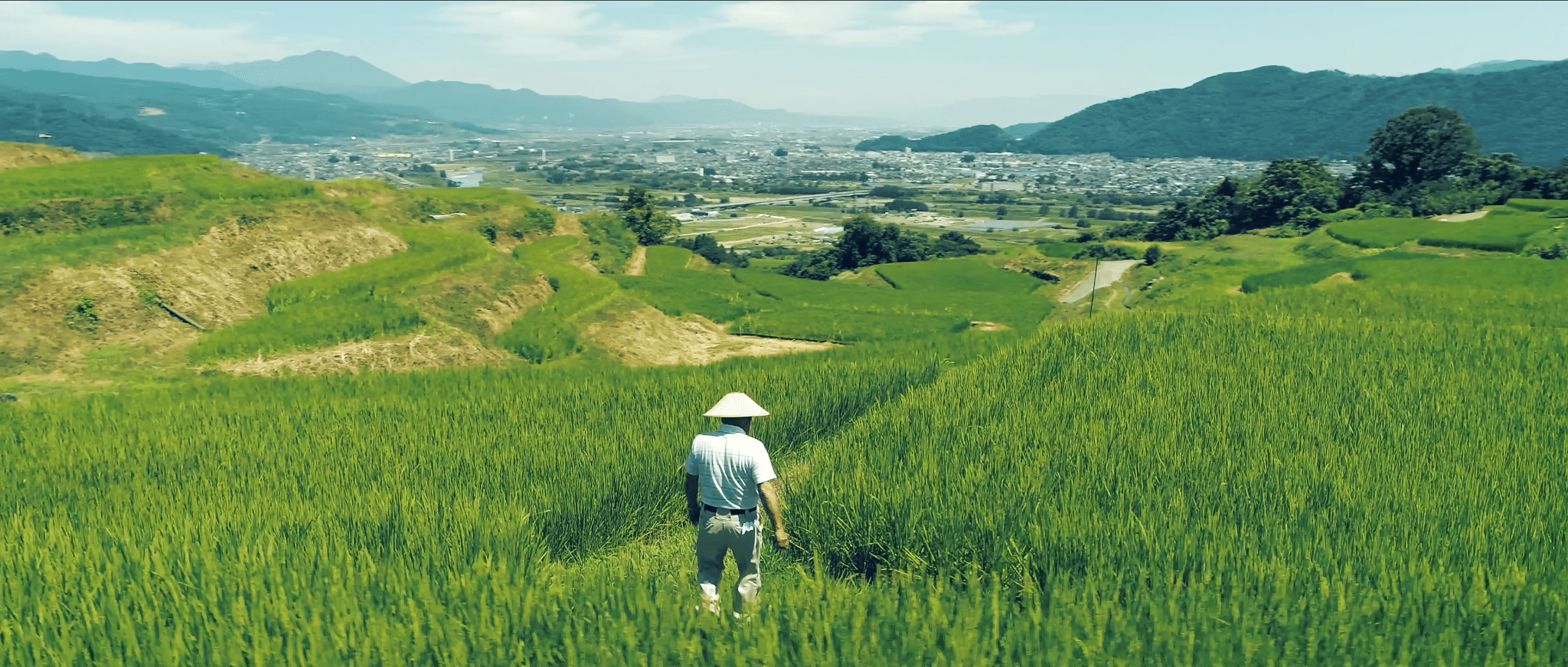 magnificent rice fields